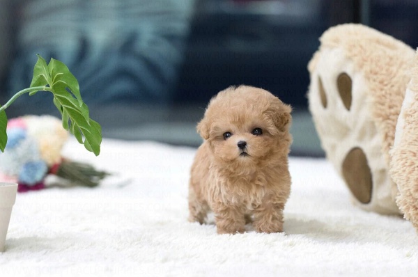 Biscuit