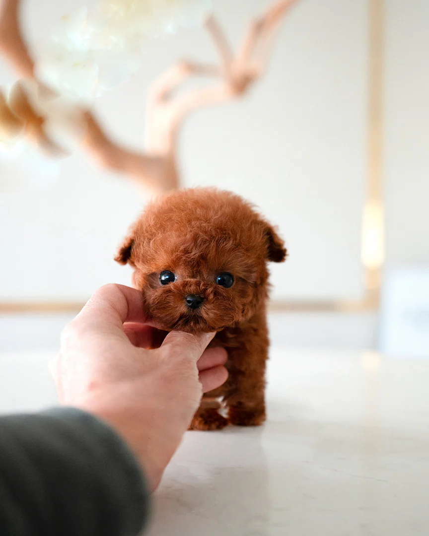 Cinnamon