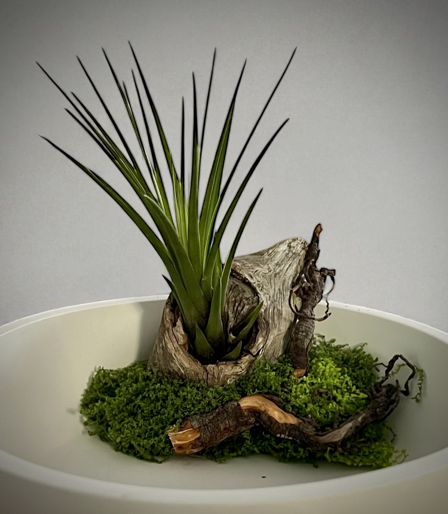 Pflanzschale mit Luftpflanze