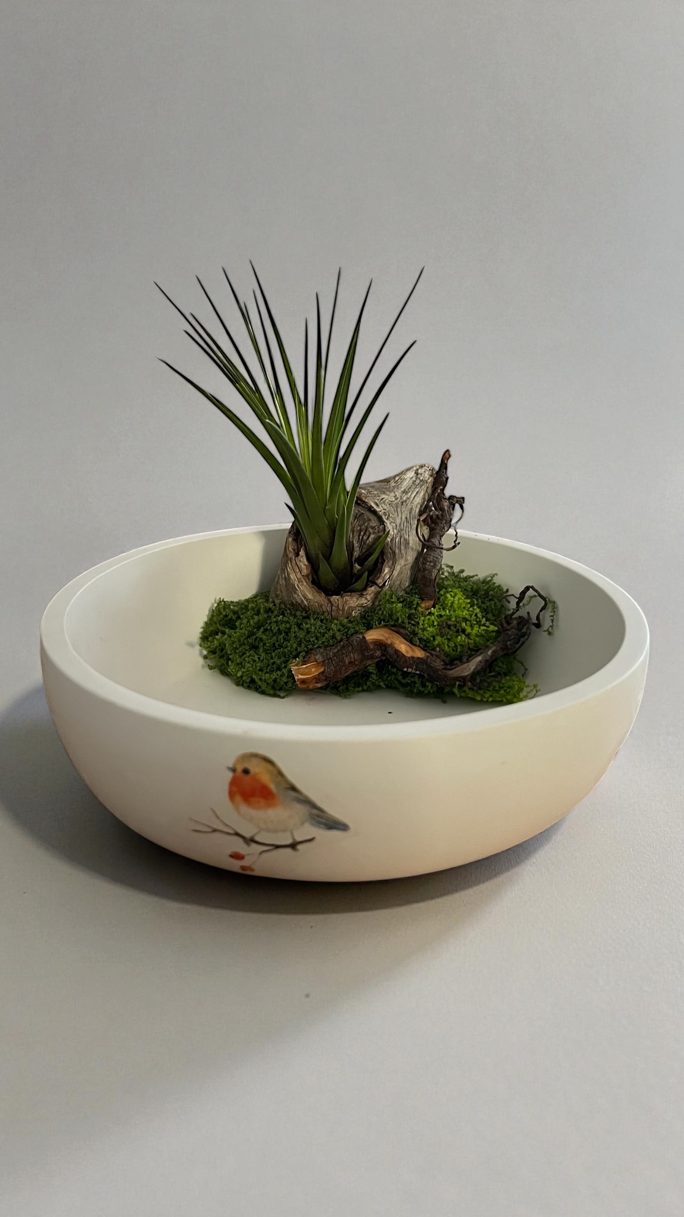 Pflanzschale mit Luftpflanze