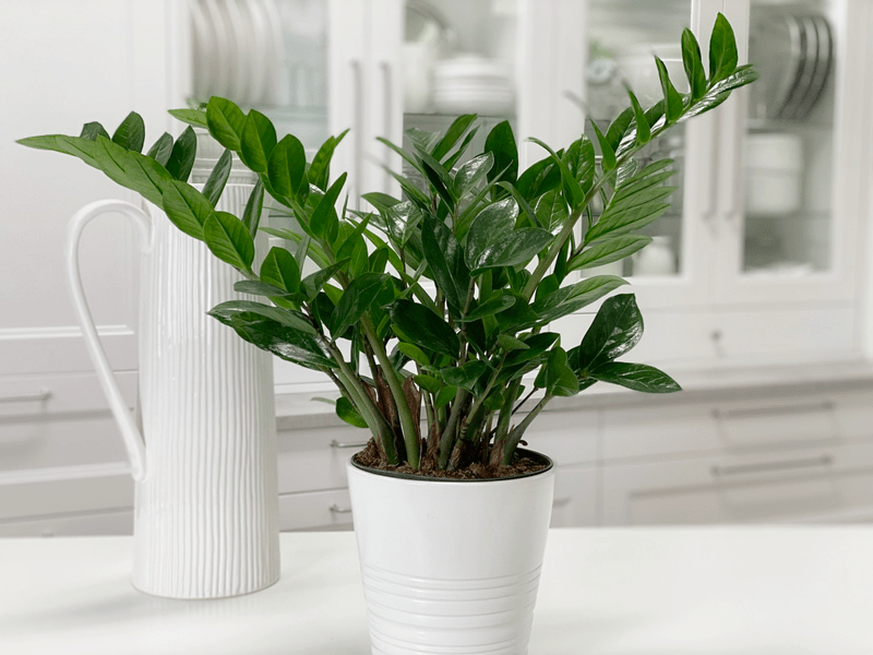 ZZ Plant (Zamioculcas Zamiifolia)