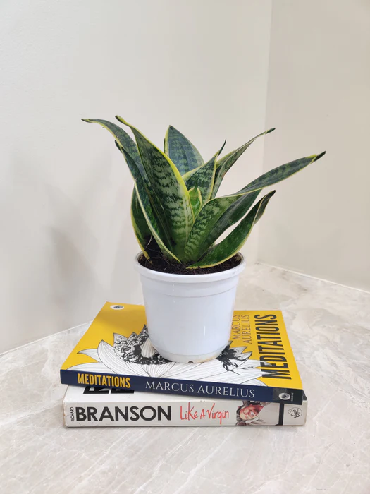 Snake Plant Sansevieria Superba