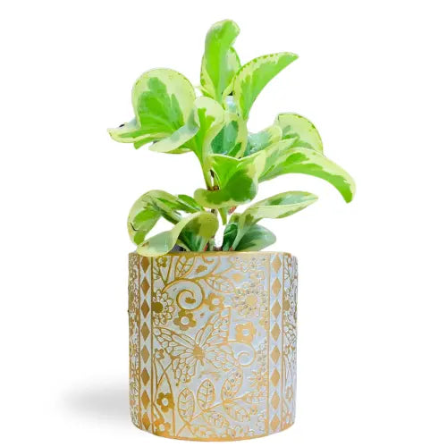 Cement Flower Pot Color 5.5 In Earthweave