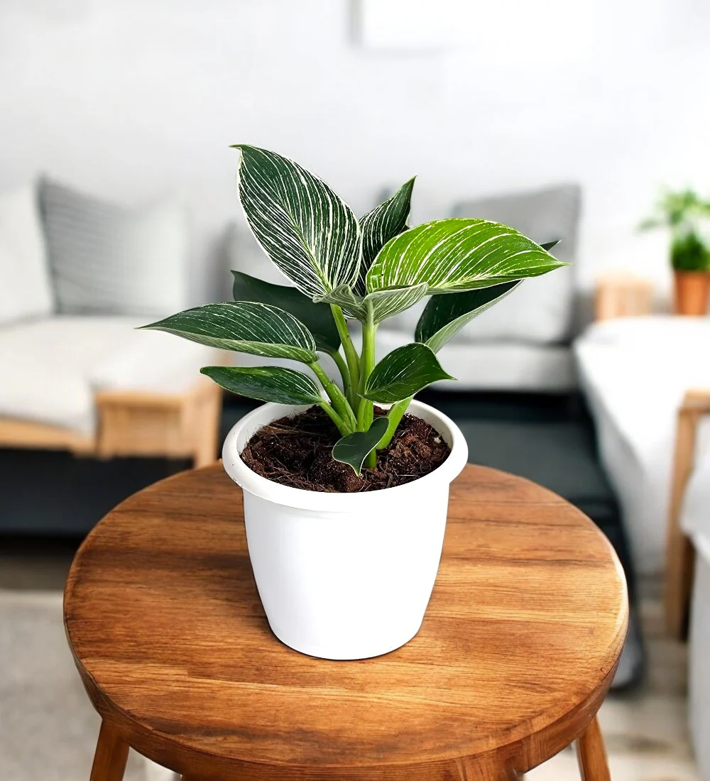 Philodendron Birkin Plant