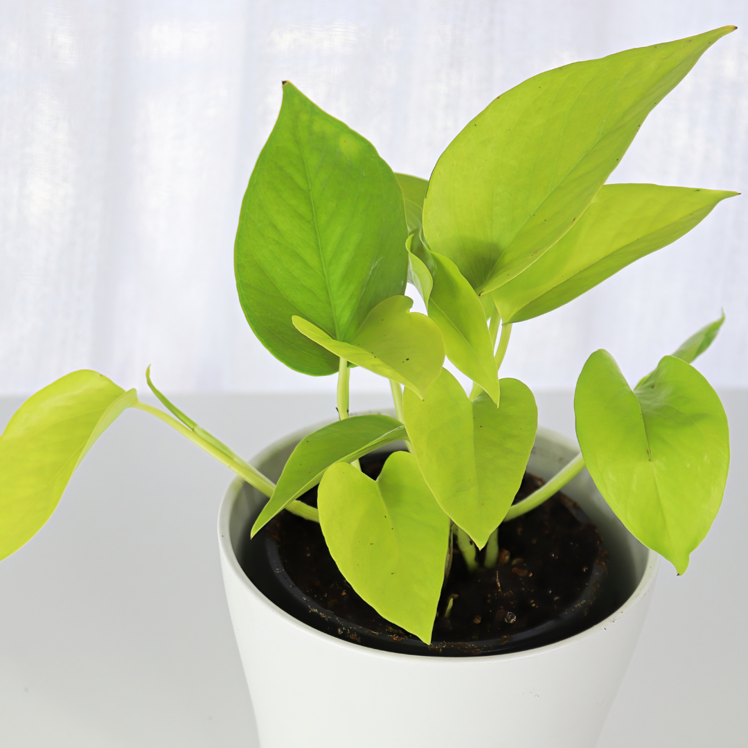 Neon Pothos Money Plant