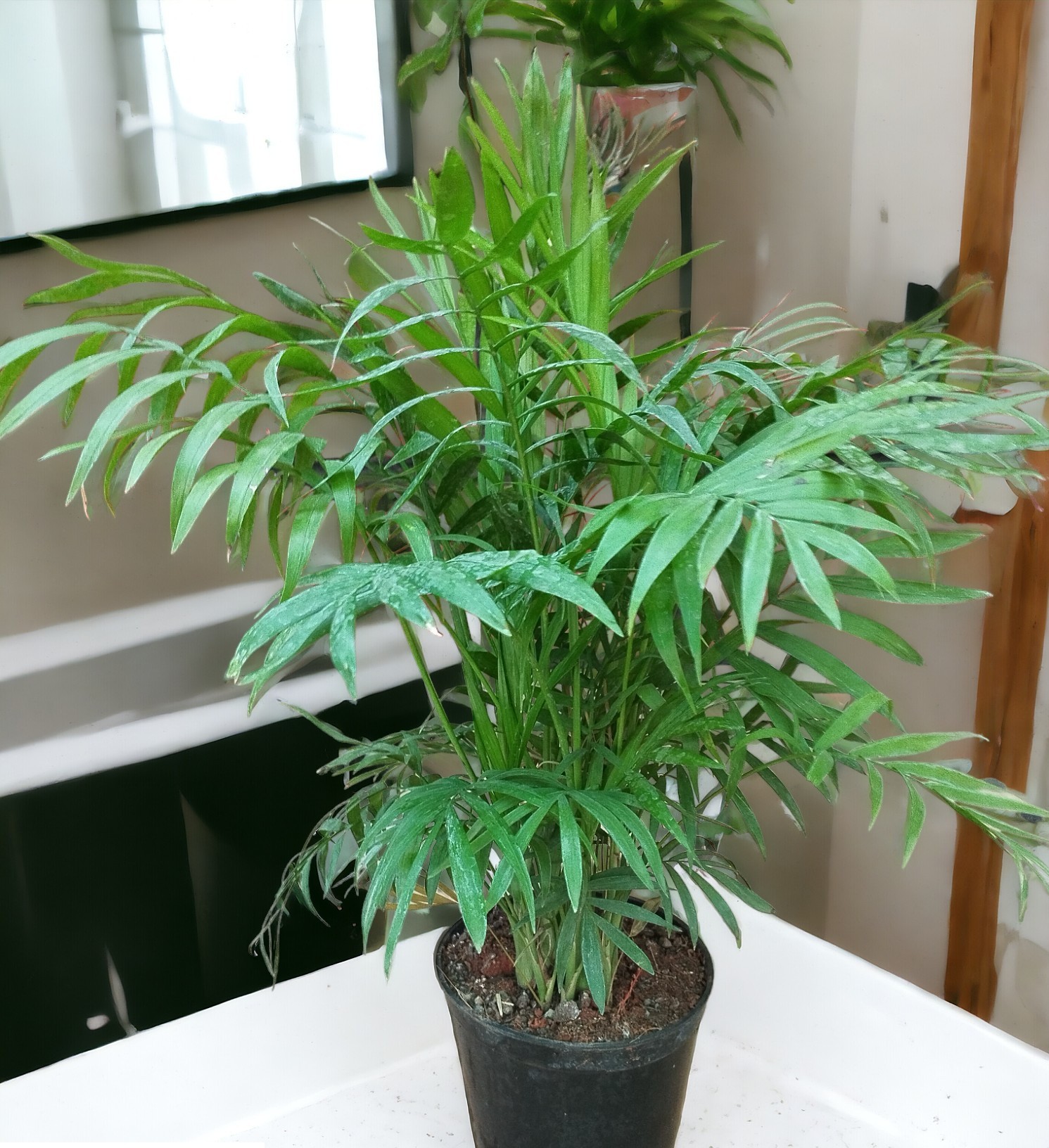 Table Parlour Palm (Chamaedorea elegans)