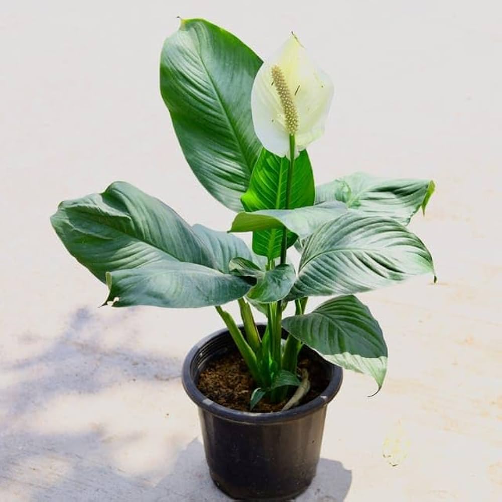 Peace Lily Plant