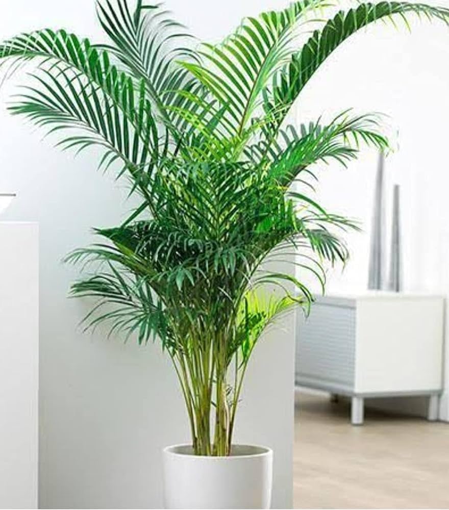Areca Palm Plant