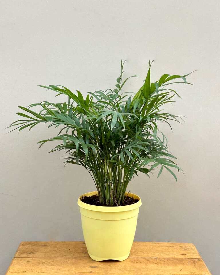 Table Parlour Palm (Chamaedorea elegans)