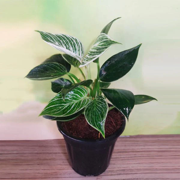 Philodendron Birkin Plant