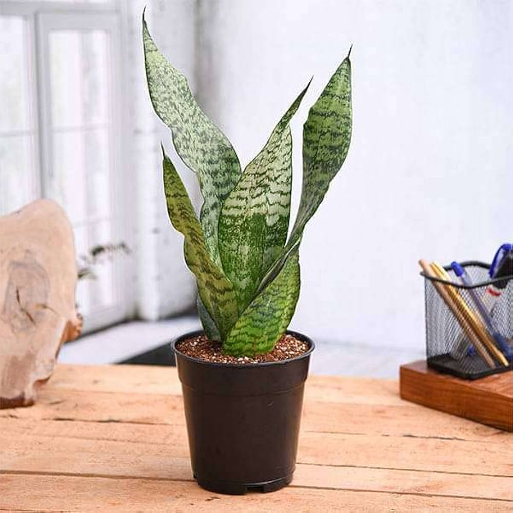 Snake Plant Sansevieria Superba