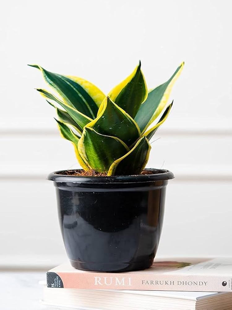 Snake Plant Sansevieria Hahini