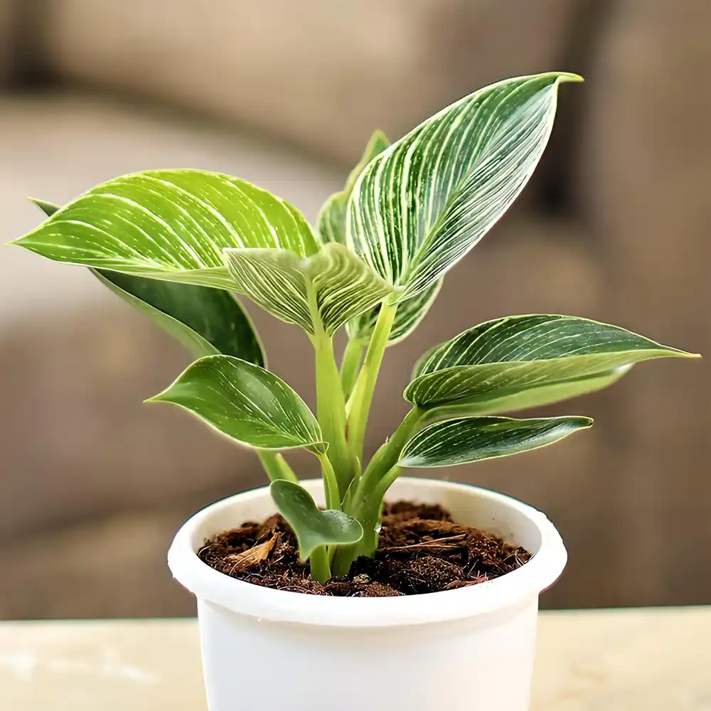Philodendron Birkin Plant