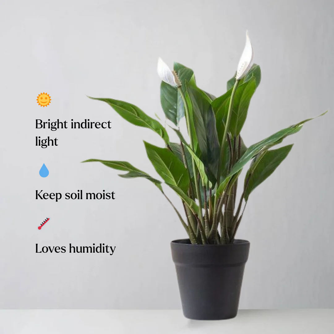 Peace Lily Plant