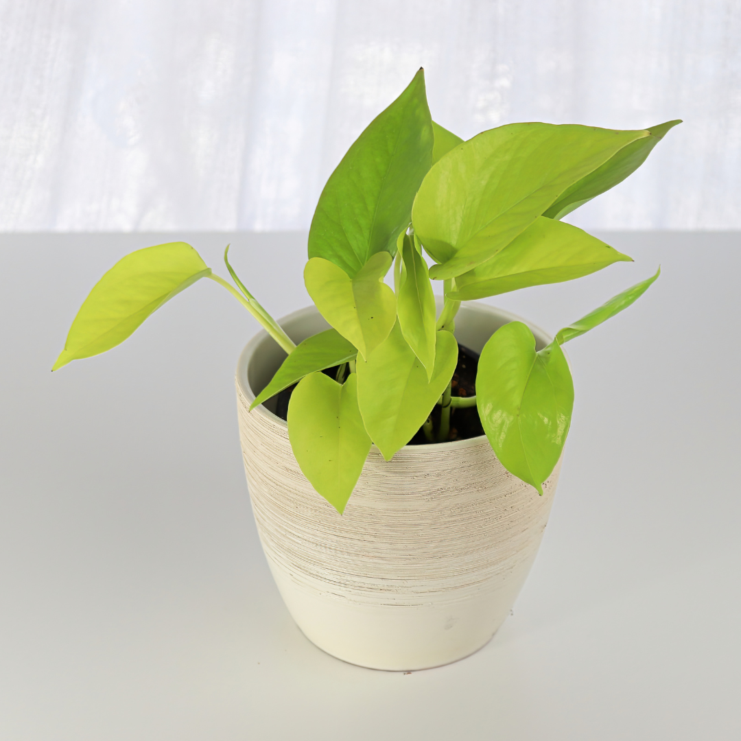 Neon Pothos Money Plant