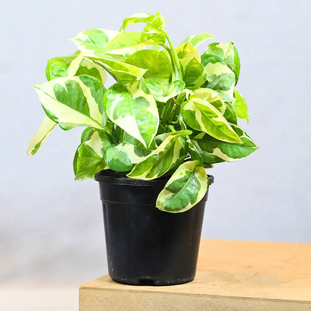 N'Joy Pothos Money Plant