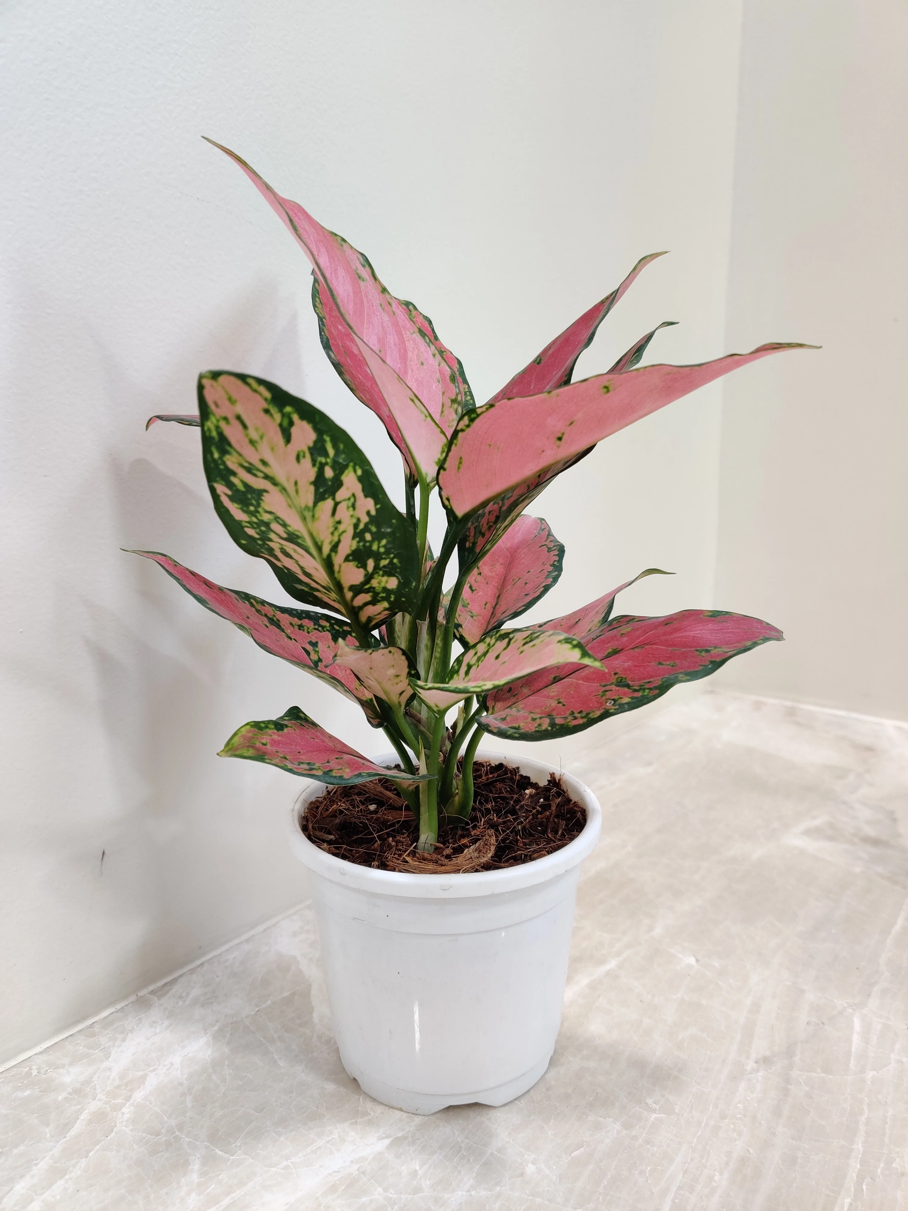Aglaonema Plant