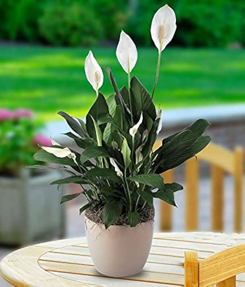 Peace Lily Plant