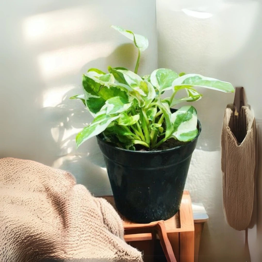 N'Joy Pothos Money Plant