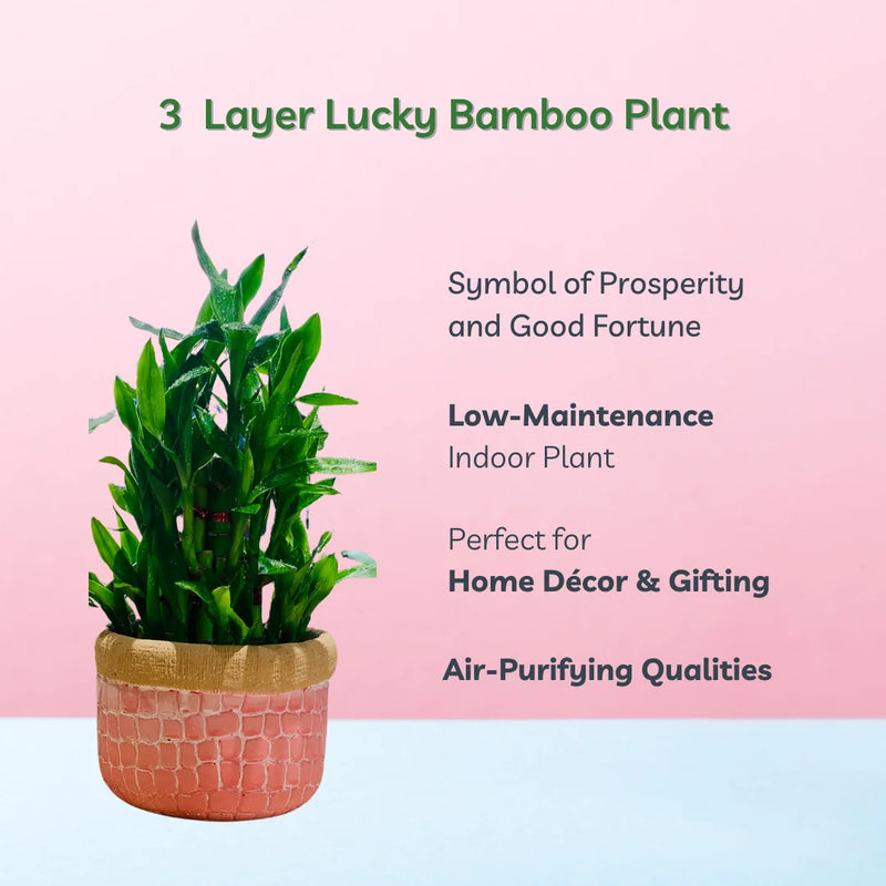 Lucky Bamboo 3 Layer (Dracaena Sanderiana)