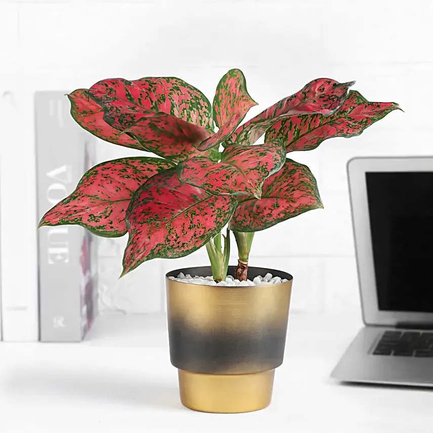Aglaonema Plant