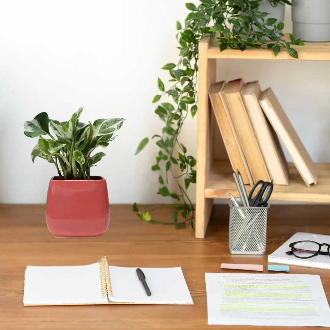 N'Joy Pothos Money Plant