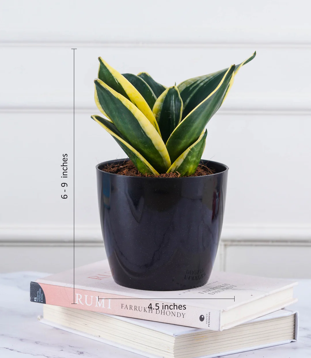 Snake Plant Sansevieria Hahini