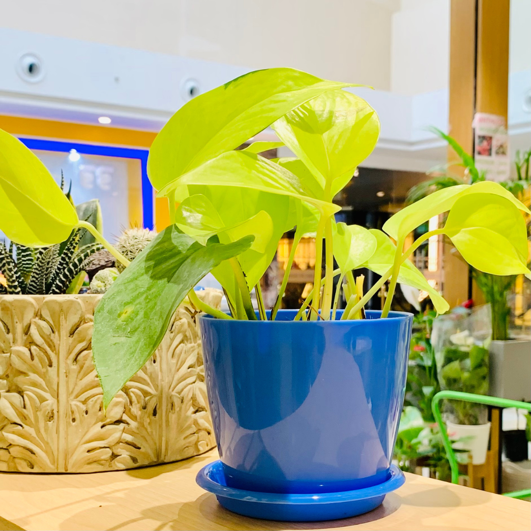 Neon Pothos Money Plant