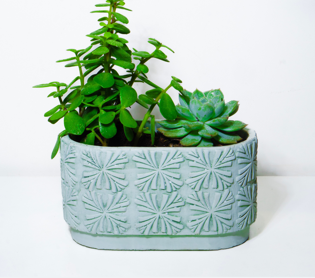 Cement Pot Succulent Rectangle Vista
