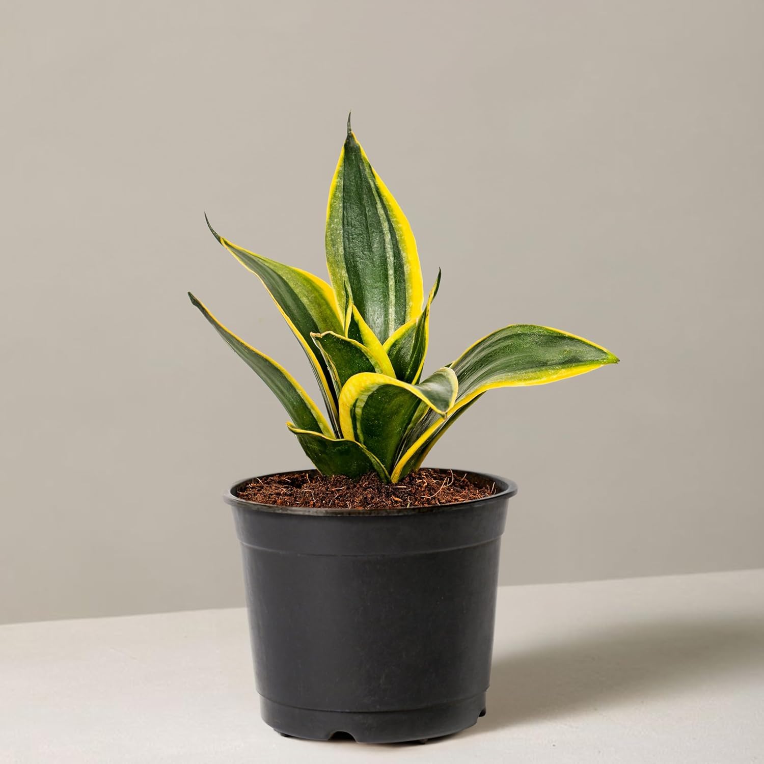 Snake Plant Sansevieria Hahini