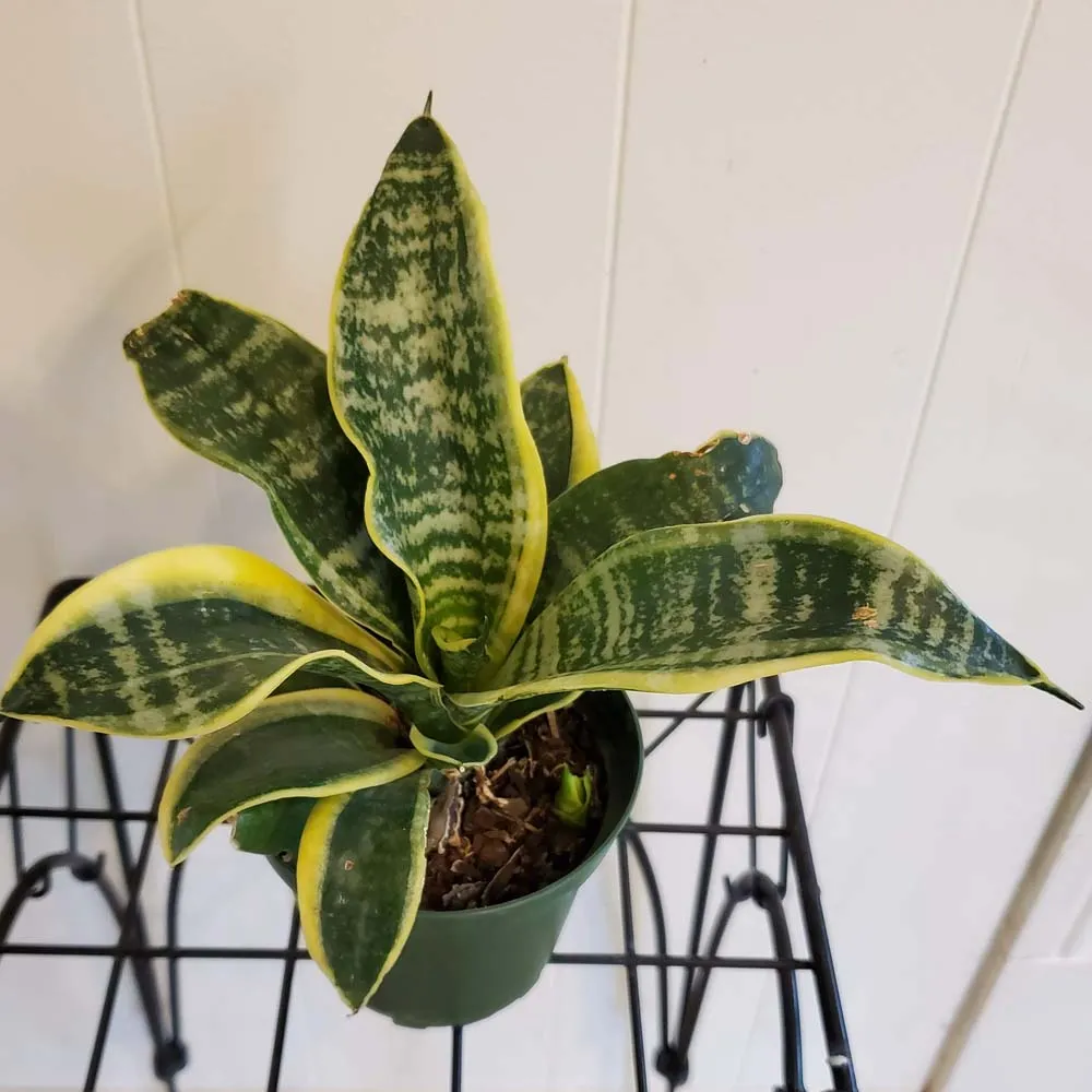 Snake Plant Sansevieria Superba