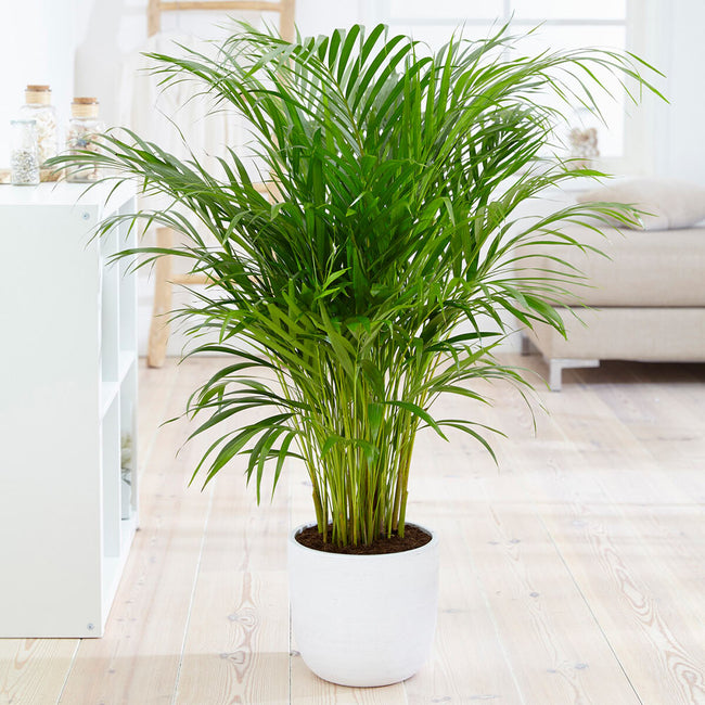Areca Palm Plant