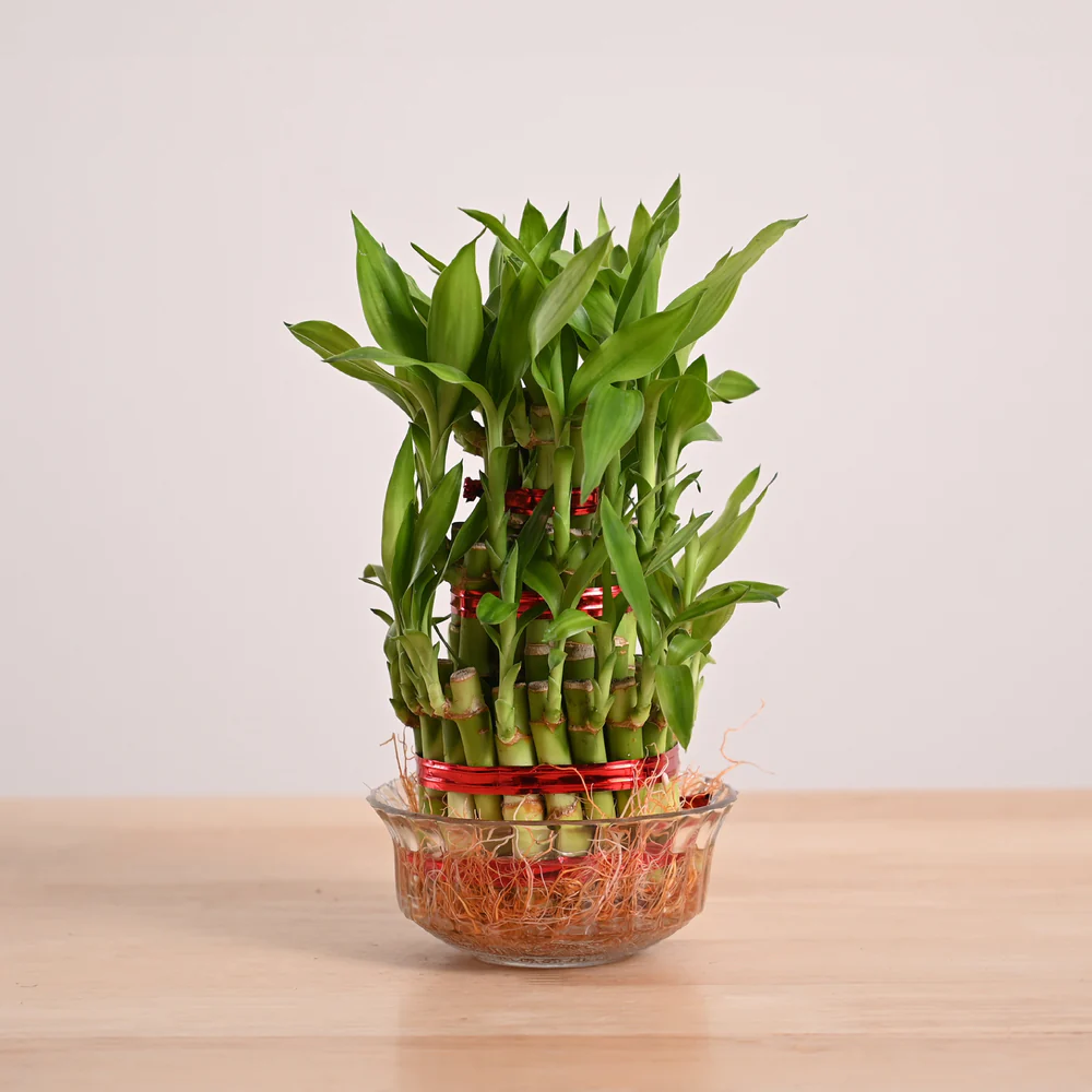 Lucky Bamboo 3 Layer (Dracaena Sanderiana)