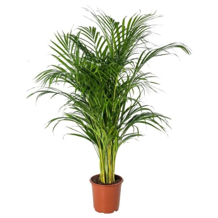 Areca Palm Plant