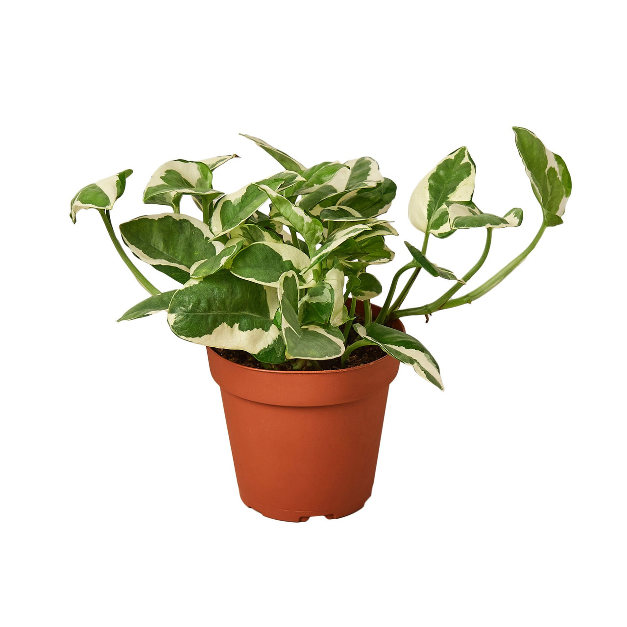 N'Joy Pothos Money Plant