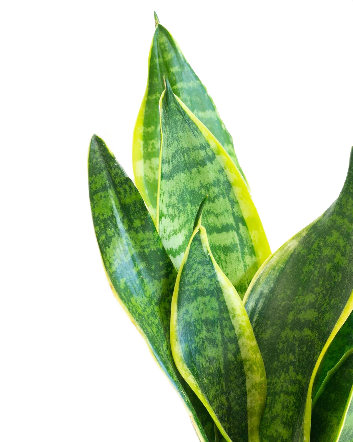 Snake Plant Sansevieria Superba