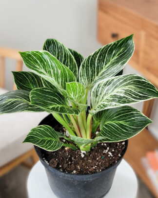 Philodendron Birkin Plant