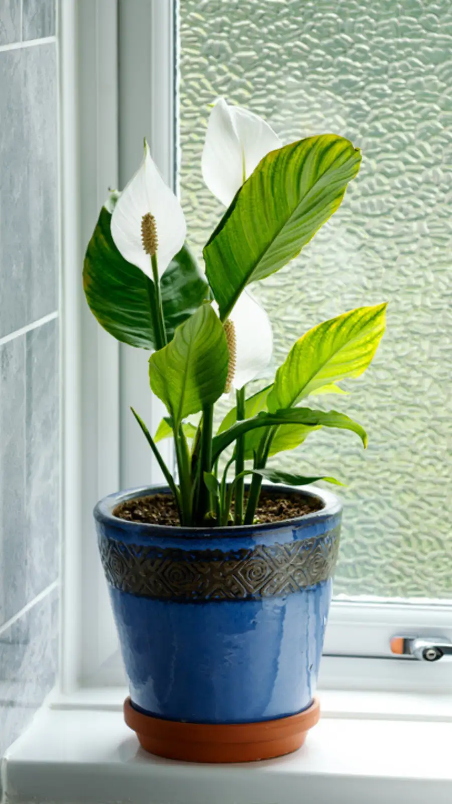 Peace Lily Plant