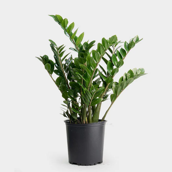 ZZ Plant (Zamioculcas Zamiifolia)