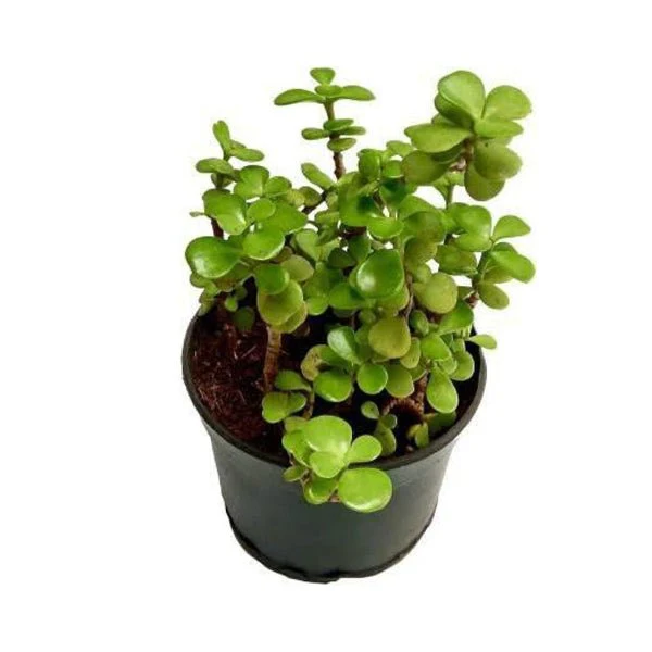Jade Plant