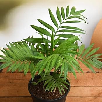 Table Parlour Palm (Chamaedorea elegans)