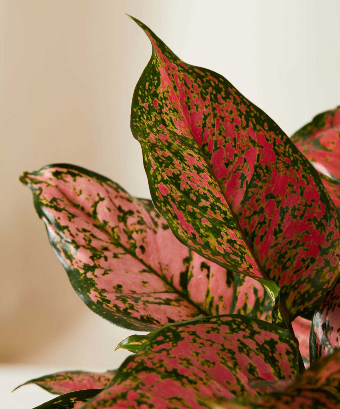 Aglaonema Plant