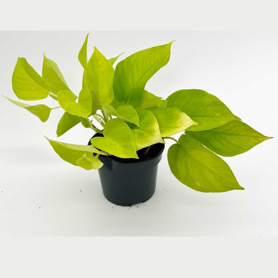 Neon Pothos Money Plant