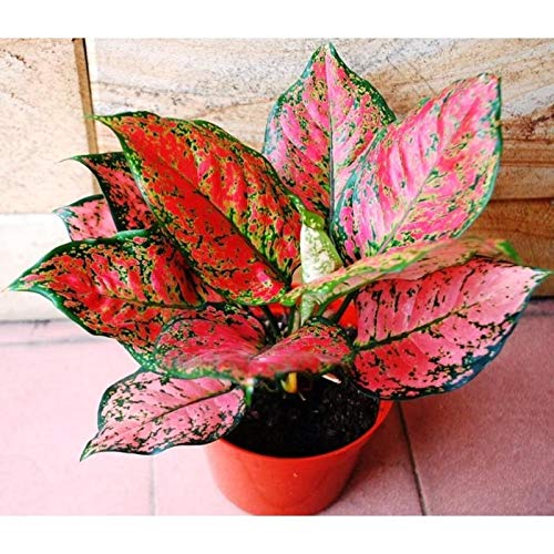 Aglaonema Plant