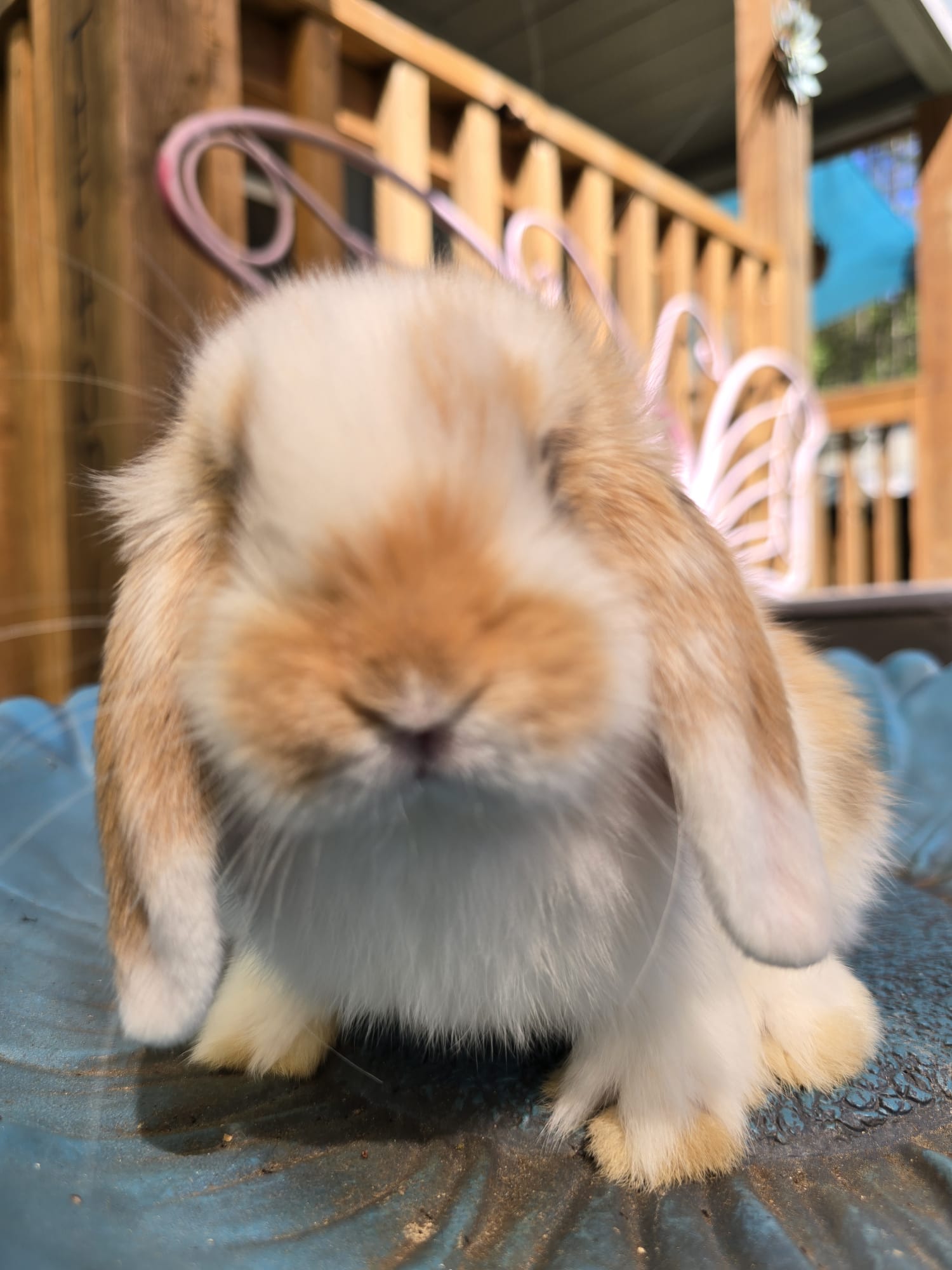Holland Lop Bunny TRICOLOR BUCK