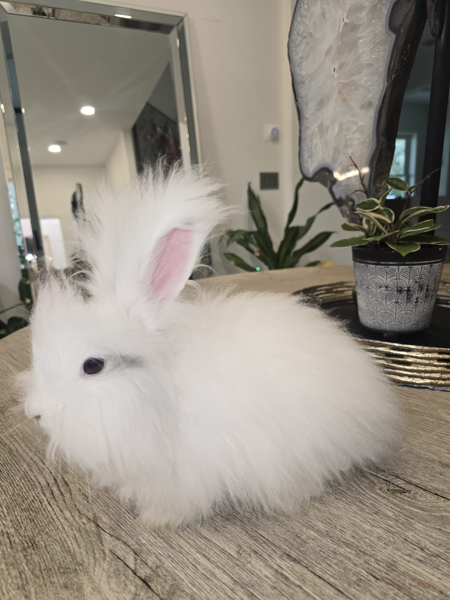 Pedigreed English Angora DOE