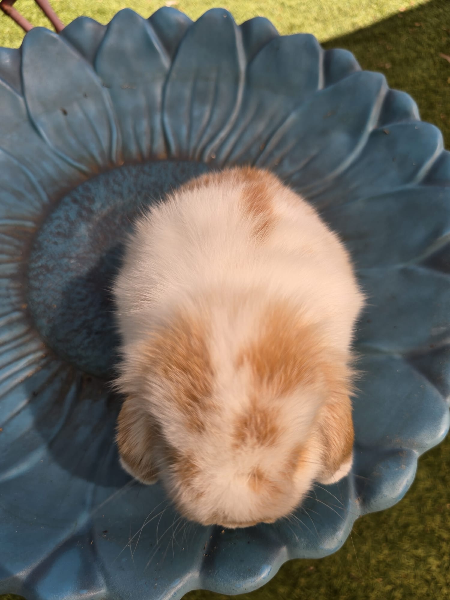 Holland Lop Pedigreed broken orange