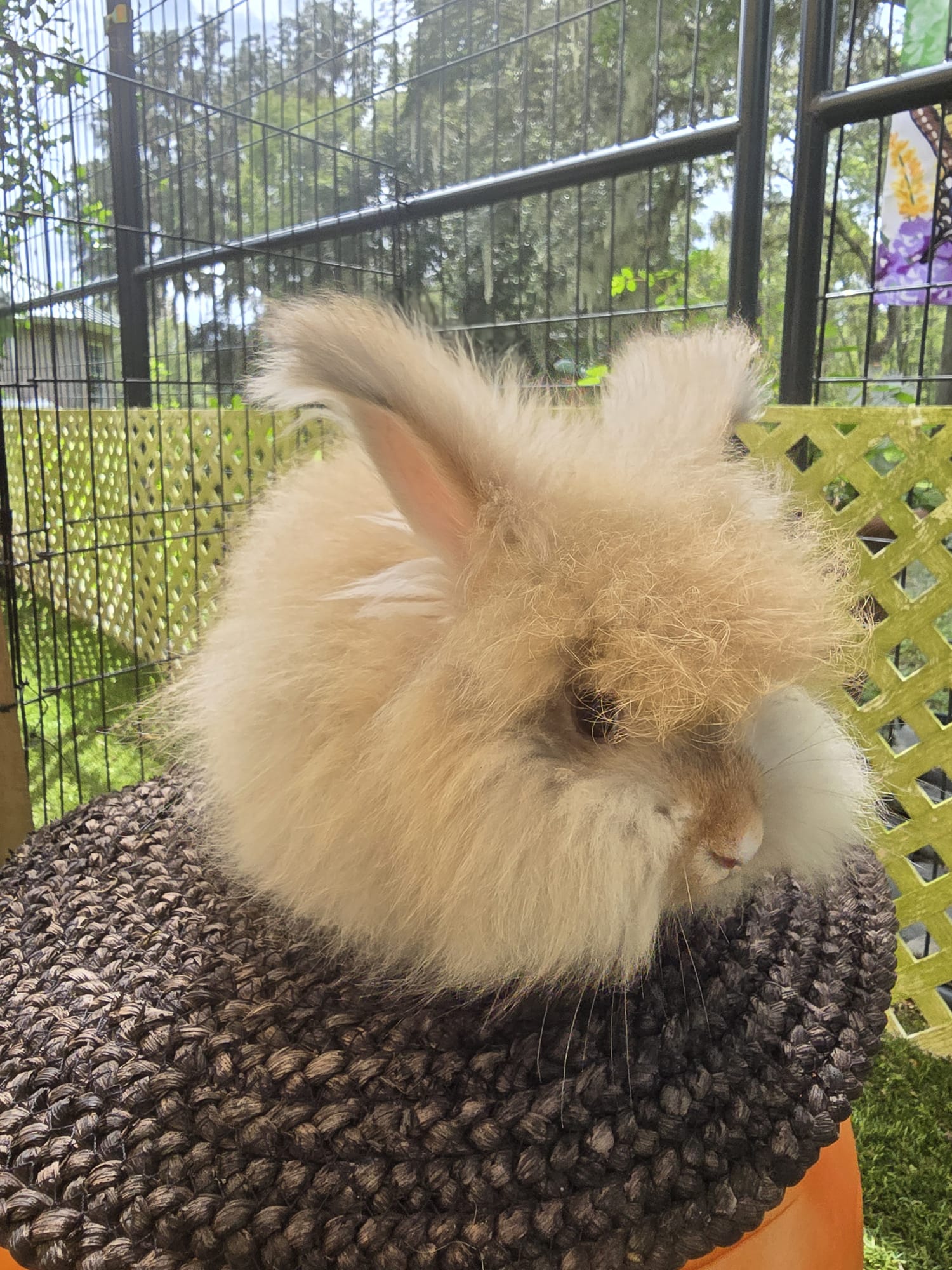 English Angora