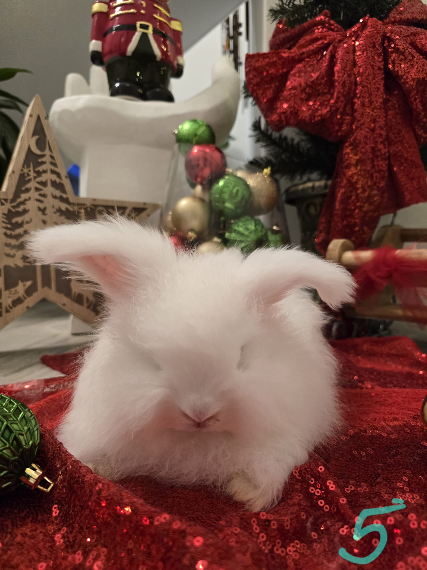English Angora Bew