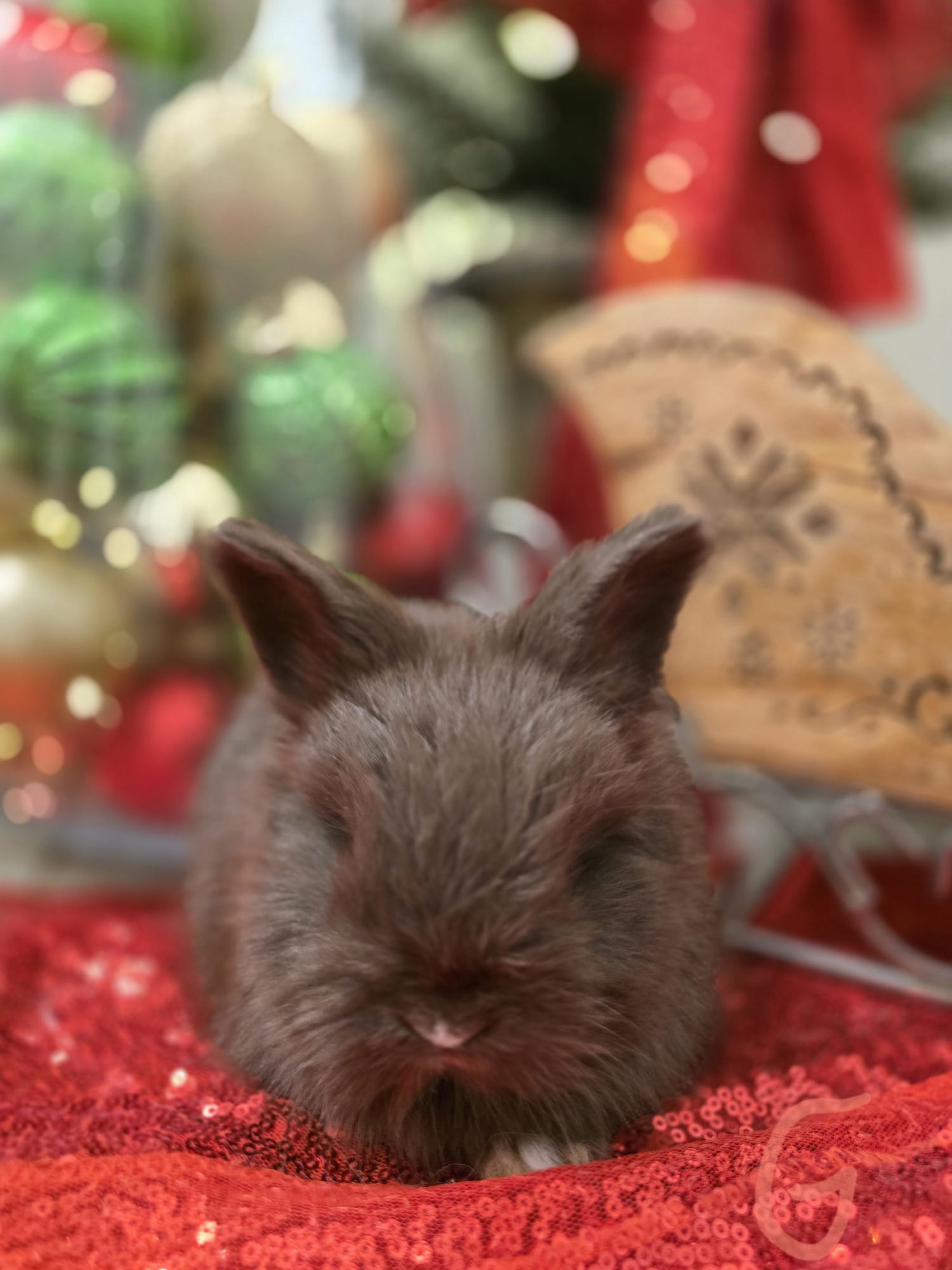English Angora VM CHOCOLATE DOE